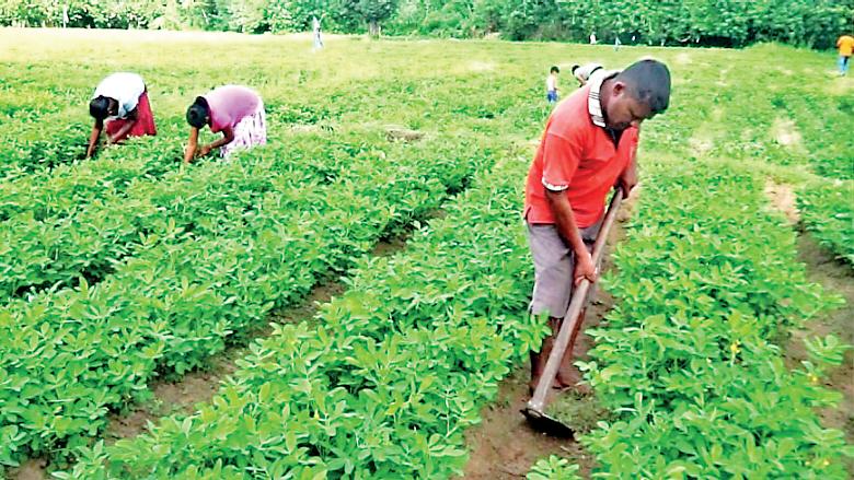 Roadmap for Sri Lanka’s regenerative future