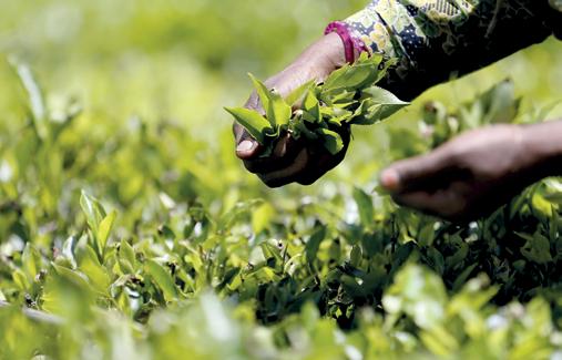 Tea crop falls in August, YTD production up