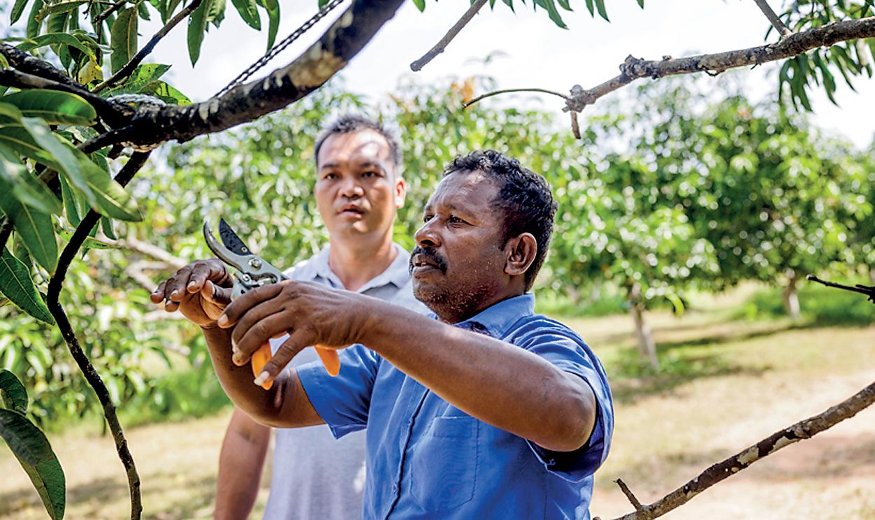 More fruit for the labour