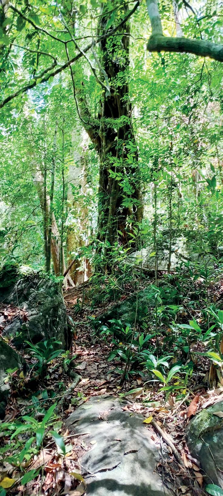 Exploration into Natural Intelligence of a rainforest
