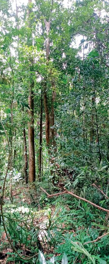 Relevance of forests for biodiversity education