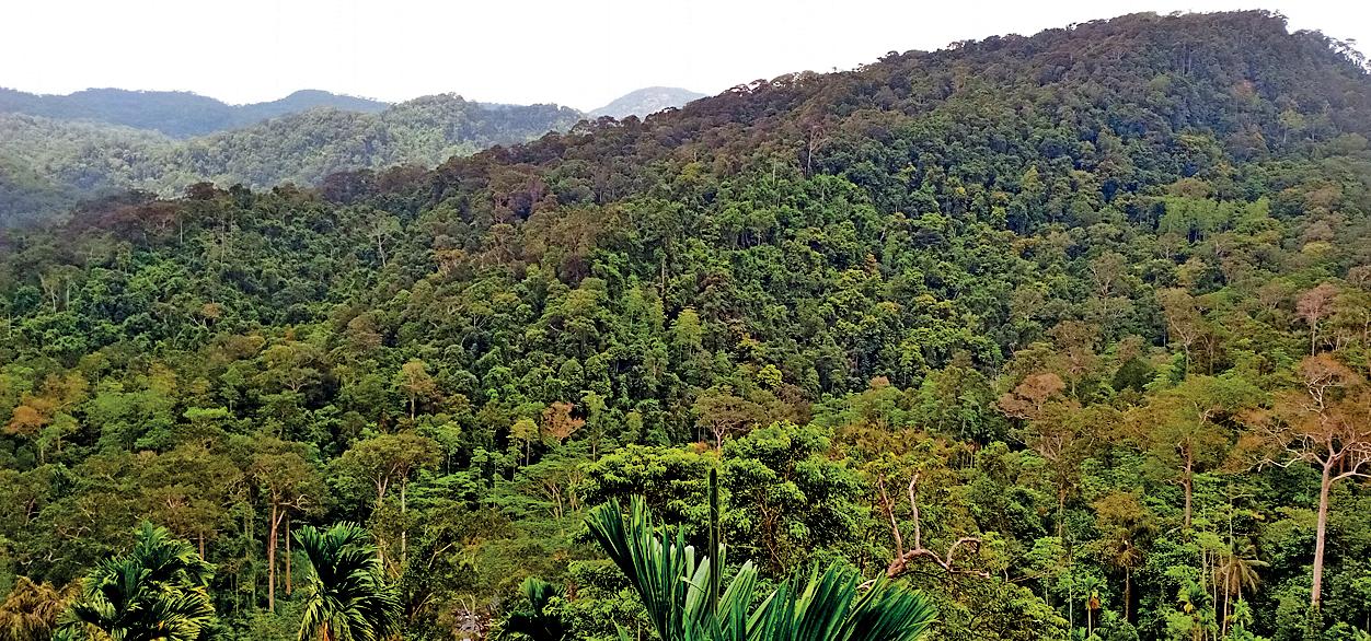 Art of survival of a natural forest