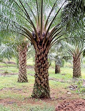 Losing millions in silence: Why Sri Lanka must lift Palm Oil ban now