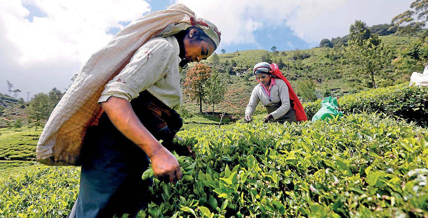 Dismantling the case against decent wages in tea plantations