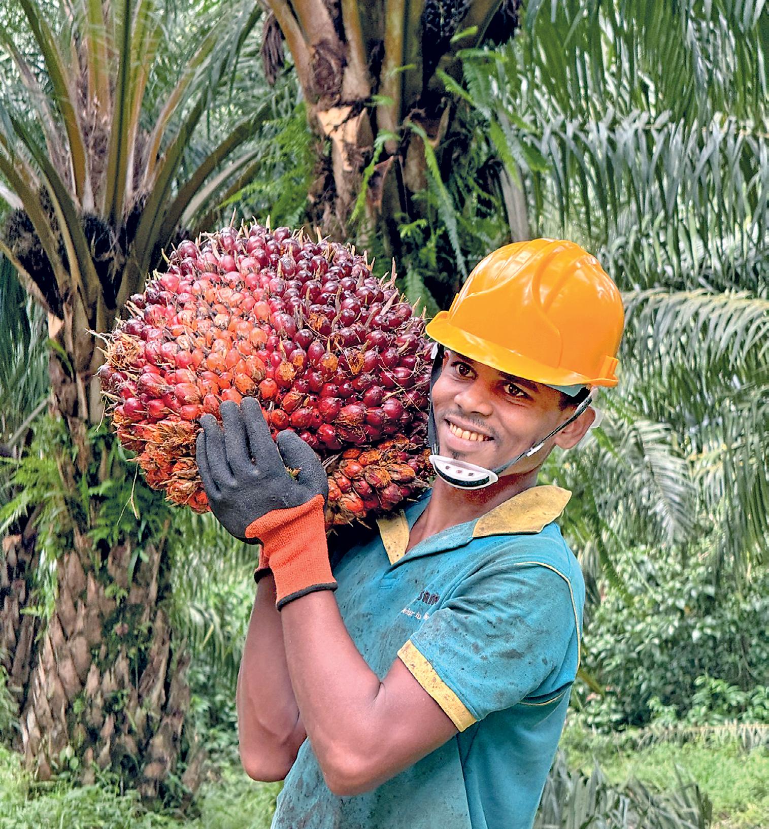 Smallholders locked out, imports locked in: The case to end Palm Oil ban
