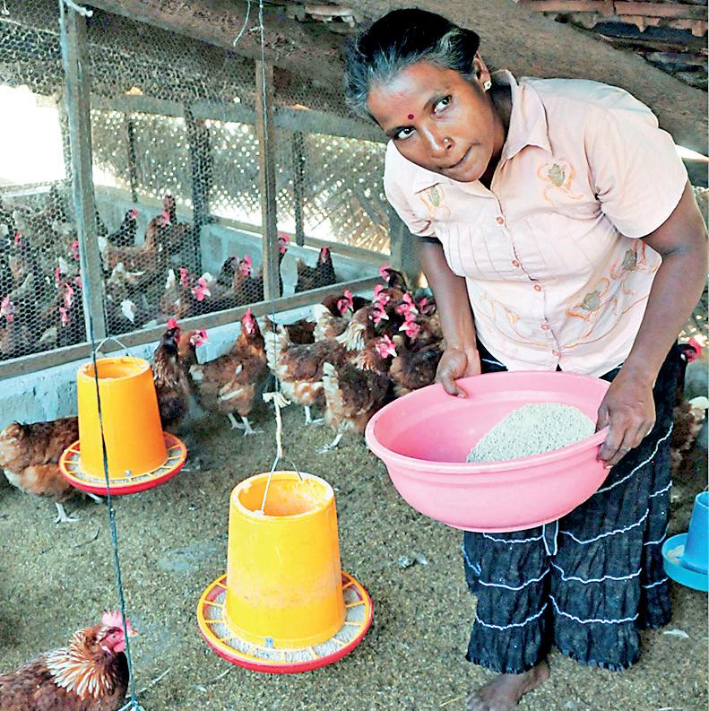 Level playing field for Maize: Securing future of poultry industry