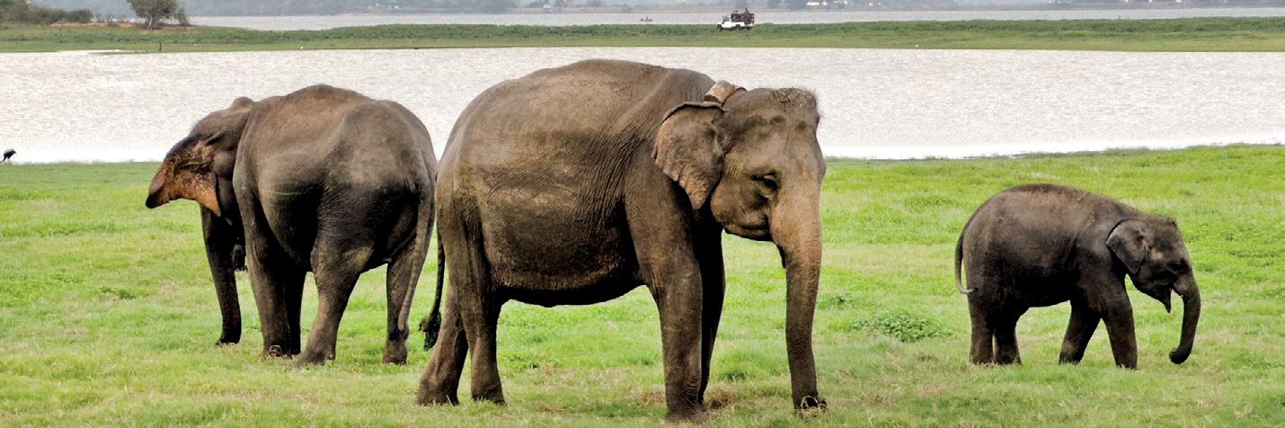 Sri Lanka’s elephants in peril and the fight for survival