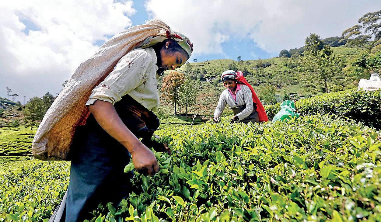 The great tea illusion