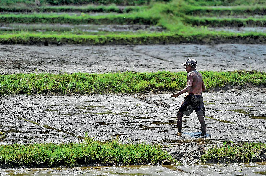 Rewarding the harvest: Why Sri Lanka must shift from input subsidies to output incentives