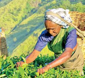 Tea export earnings rise to $1.29 b in first 10 months of 2025