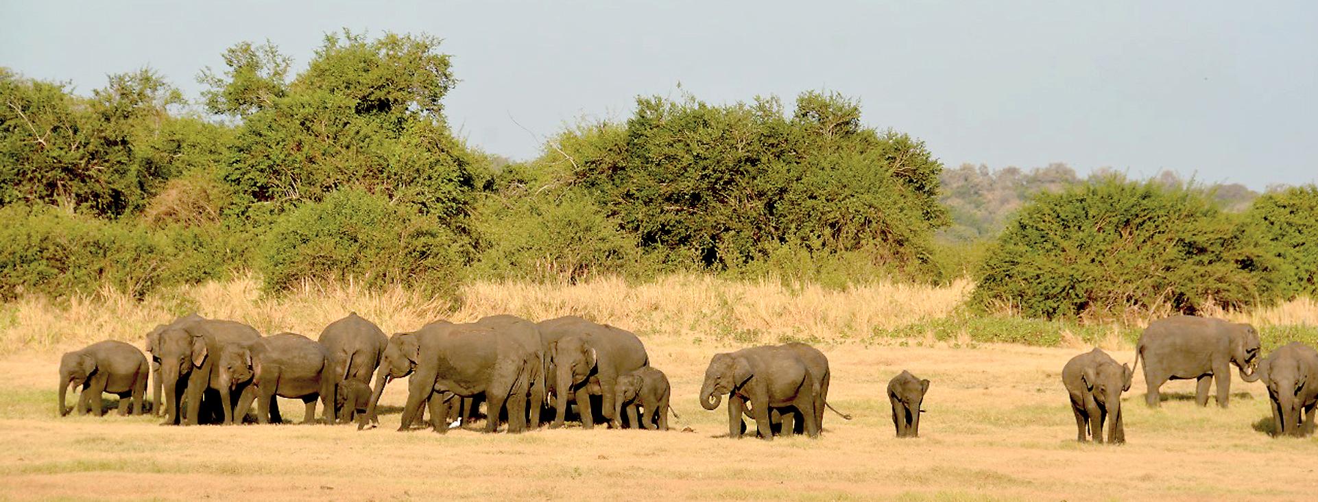 WNPS restores ‘Great Elephant Gathering of Minneriya’