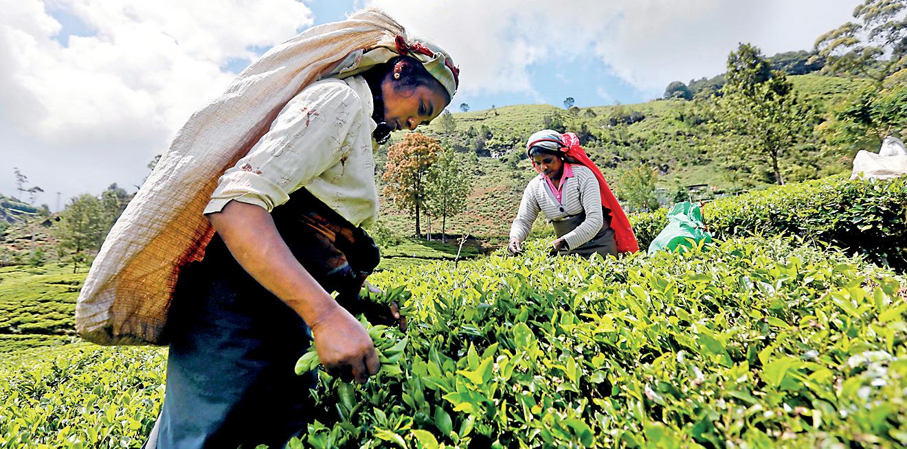 Unlocking wealth in tea sector