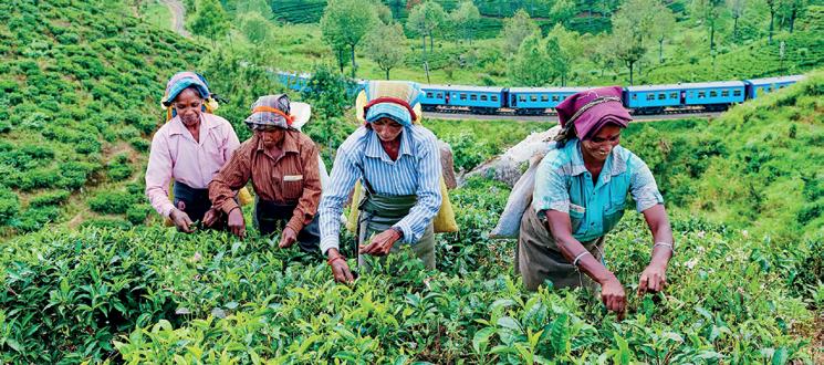 Tea output slips in Nov.; cumulative crop still ahead in 2025