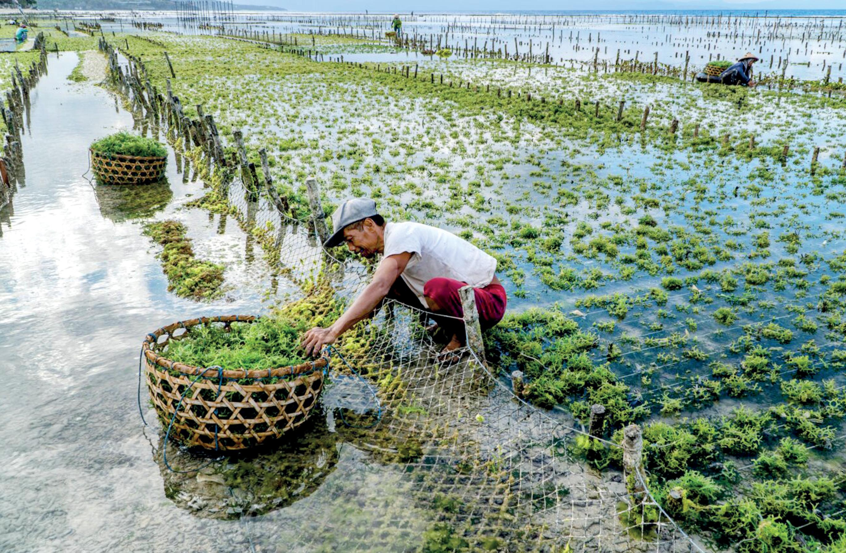 Unveiling potential of seaweed farming in Sri Lanka