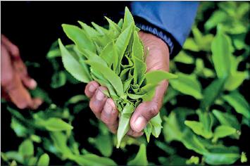 Tea export earnings rise 13% YoY to $ 1.4 b in first 11 months