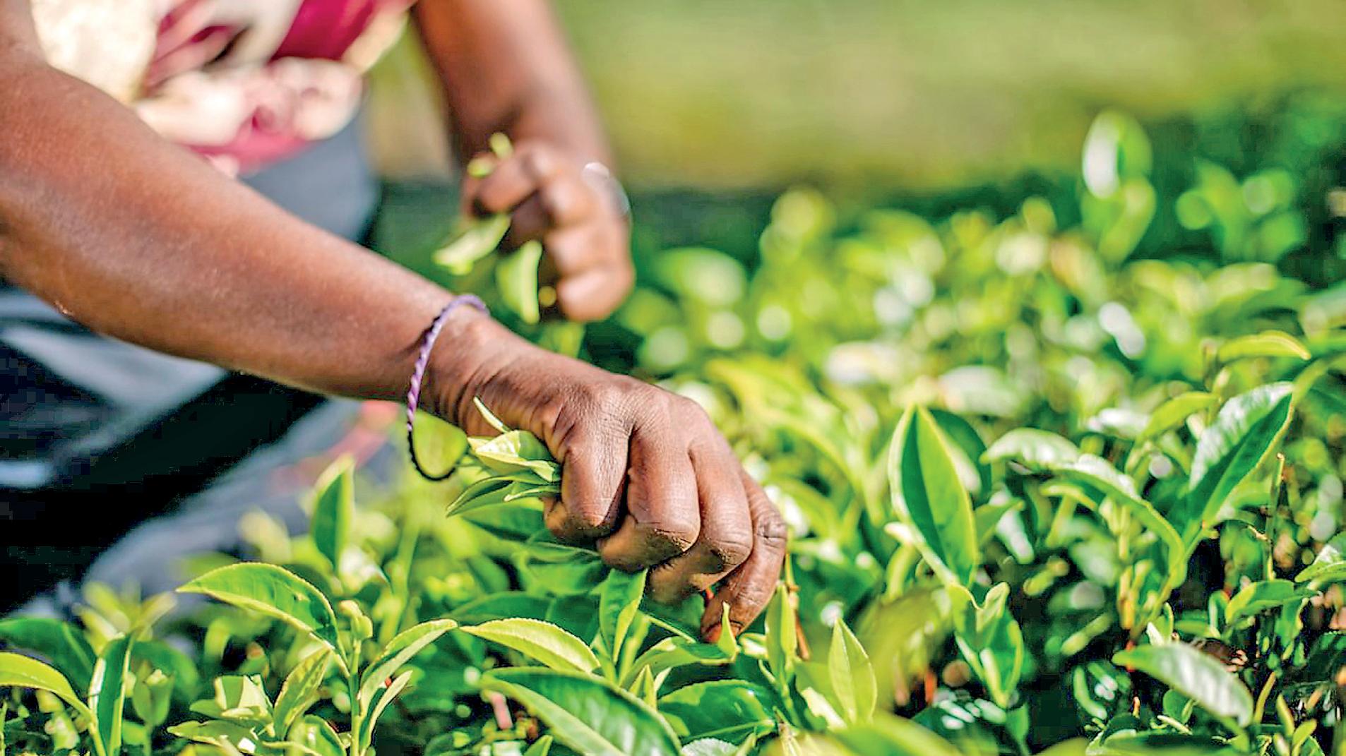 Tea grower's story: Context for humanity