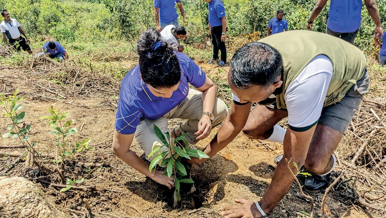 Rooted in Change: Kelani Valley's bold climate crusade with UN Global Compact Network Sri Lanka