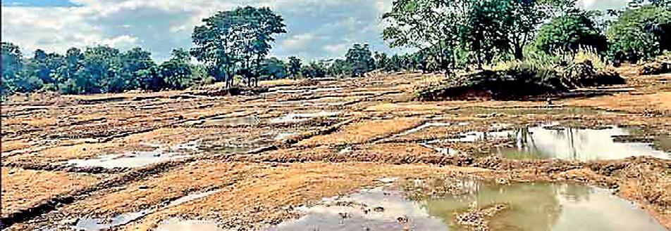 FAO appeals for $16.5 m to restore agrifood livelihoods post-Ditwah