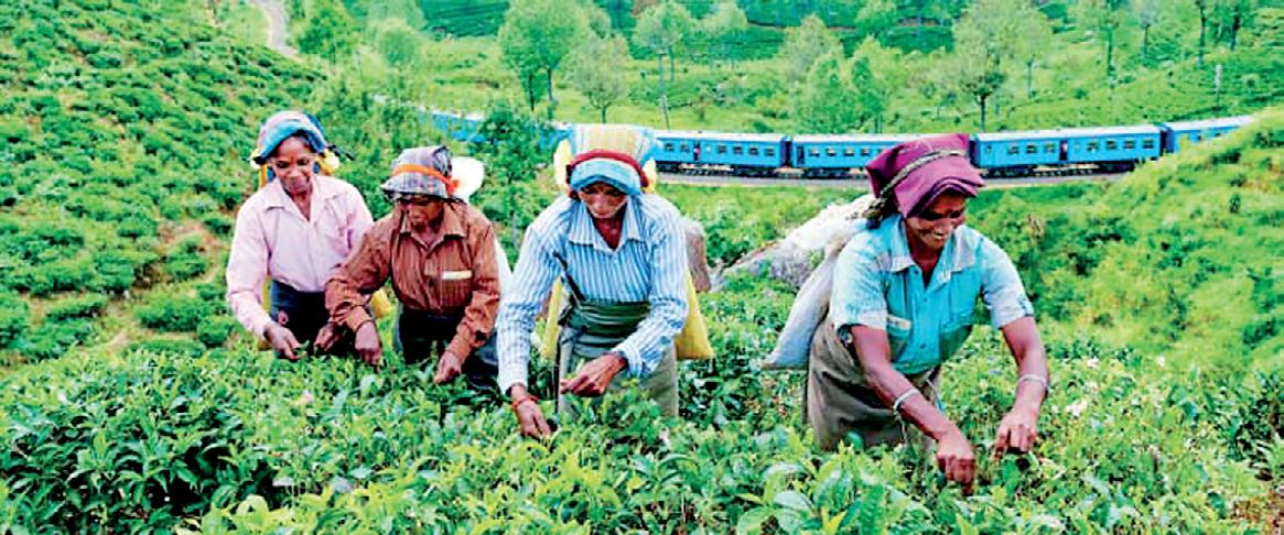 Jan. national sales average for tea eases