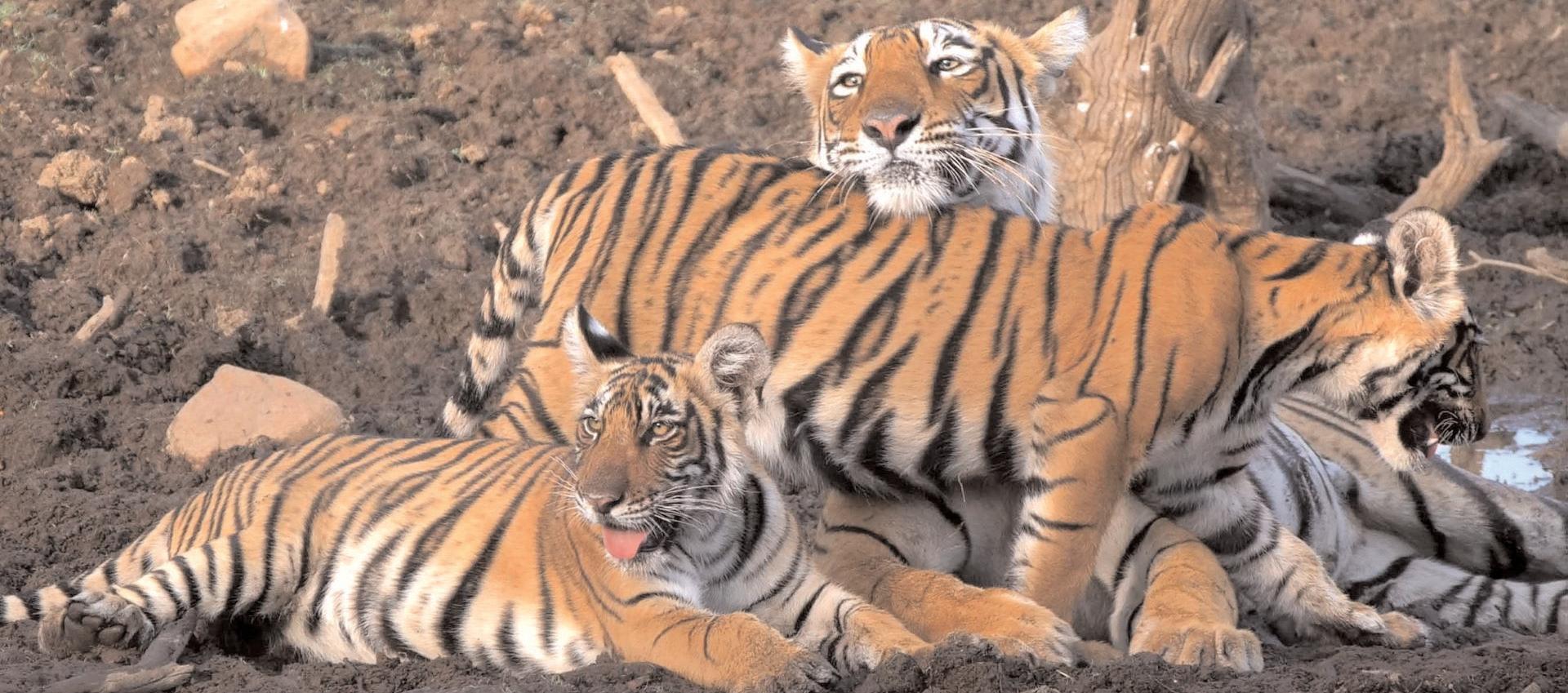 पीलीभीत में बाघों को भगाने के लिए 'संगीत' का इस्तेमाल कर रहे किसान