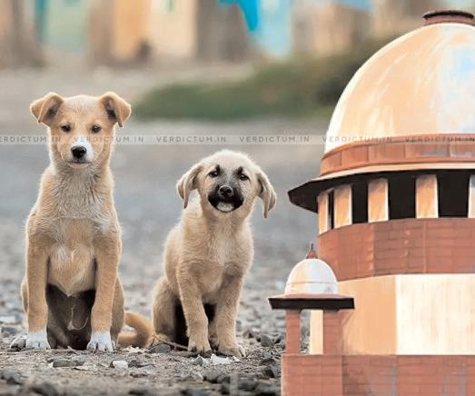 आवारा कुत्ते मामला: उच्चतम न्यायालय ने कहा, सड़कों से हर कुत्ते को हटाने का निर्देश नहीं दिया
