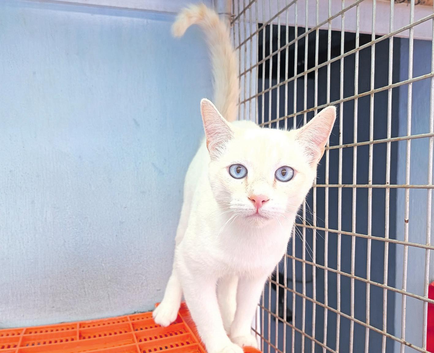 SPCA calls for these donations to repair and upgrade cattery