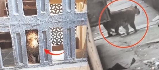आवासीय परिसर में घुसे तेंदुआ ने चार लोगों पर हमला किया