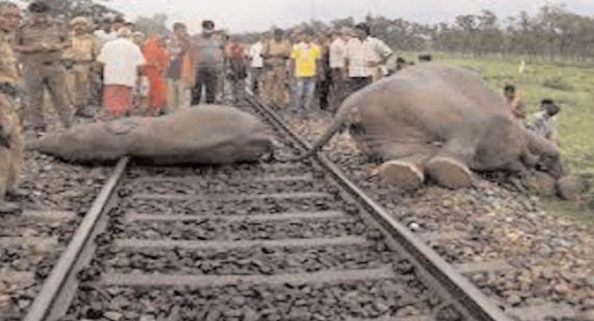 पटरियों पर कब तक मरते रहेंगे 'हाथी मेरे साथी'?