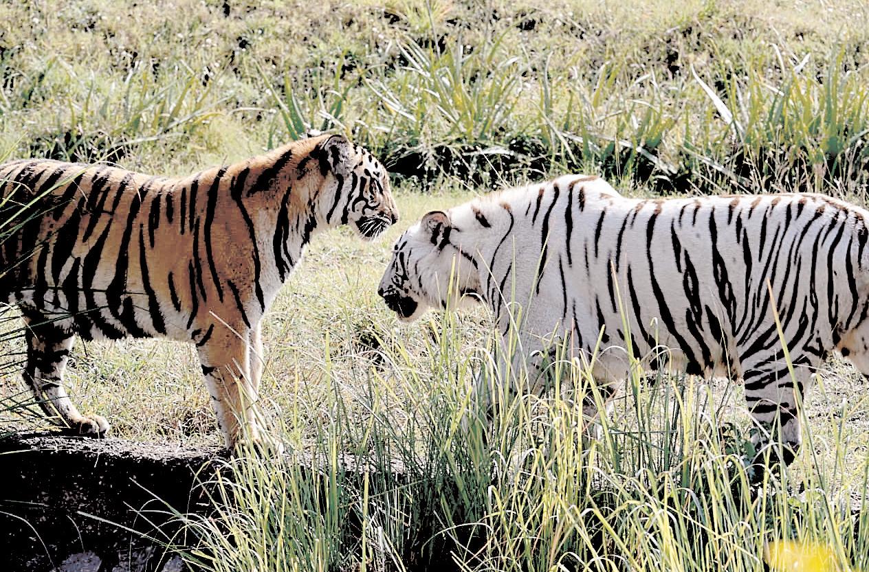 सैलानियों के लिए प्रमुख आकर्षण बने नाहरगढ़ जैविक उद्यान की टाइगर एवं लायन सफारी