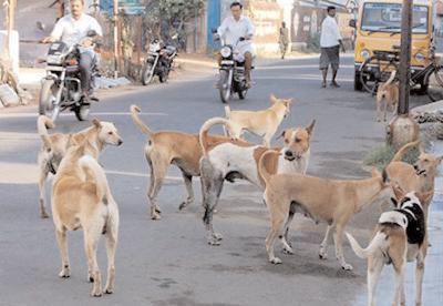 आवारा कुत्तों पर सुप्रीम कोर्ट की सख्त टिप्पणी