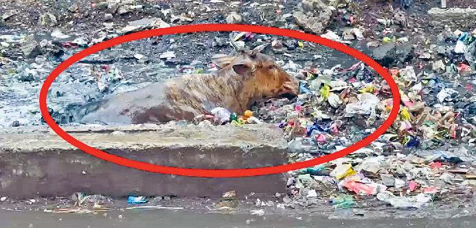 आदर्श नगर : खुला नाला हो सकता है जानलेवा