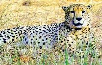 कुनो राष्ट्रीय उद्यान से दुखद खबर घायल मादा चीता नाभा की इलाज के दौरान मौत