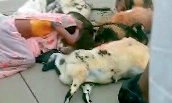 कार की चपेट से 19 भेड़ व बकरियों की मौत, 9 घायल