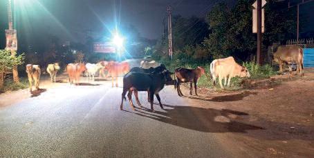 सड़क पर मवेशियों का झुंड टकराने से लोग हो रहे घायल