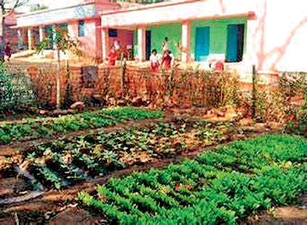 उजाड़ हुए किचन गार्डन, संवारने के लिए फंड की कमी फिर बाजार की सब्जियों के भरोसे हुआ मध्यान्ह भोजन