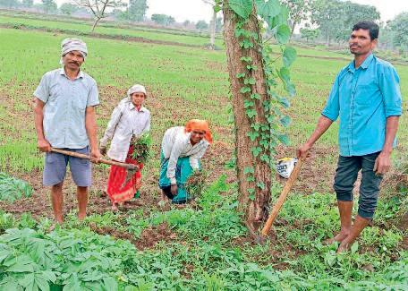 बारिश के जोर पकड़ते ही कृषि कार्य में जुटे किसान