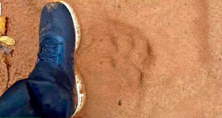 लंबे समय बाद रिजर्व फारेस्ट में टाइगर की हुई वापसी