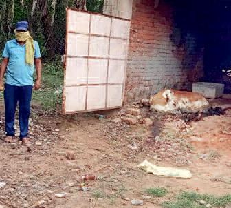 पशु चिकित्सालय के सामने तड़पती रही गाय, किसी ने नहीं ली सुध