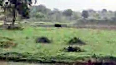 शहर के आसपास जंगली जानवरों की दस्तक