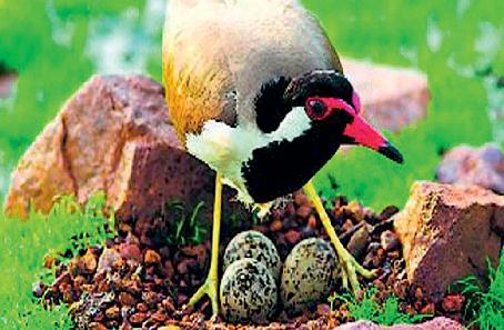 ये चिड़िया रातोंरात बना देगी करोड़पति इसके अंडों पर लोग गड़ाए रखते हैं नजर