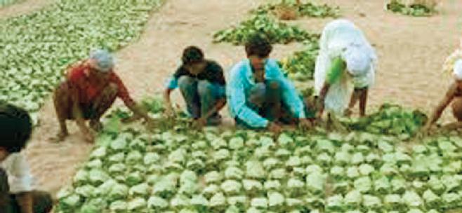 सात करोड़ का तेंदूपत्ता बोनस घोटाला, ईओडब्लू ने चार वनकर्मी सहित 11 लोगों को किया गिरफ्तार