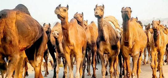 सबसे कीमती आंसू, 26 सांपों के जहर का इलाज है ऊंट के आंसू की एक बूंद
