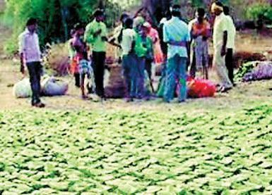 तेंदूपत्ता बोनस घोटाला, समिति प्रबंधक राजशेखर ईओडब्लू की गिरफ्त में
