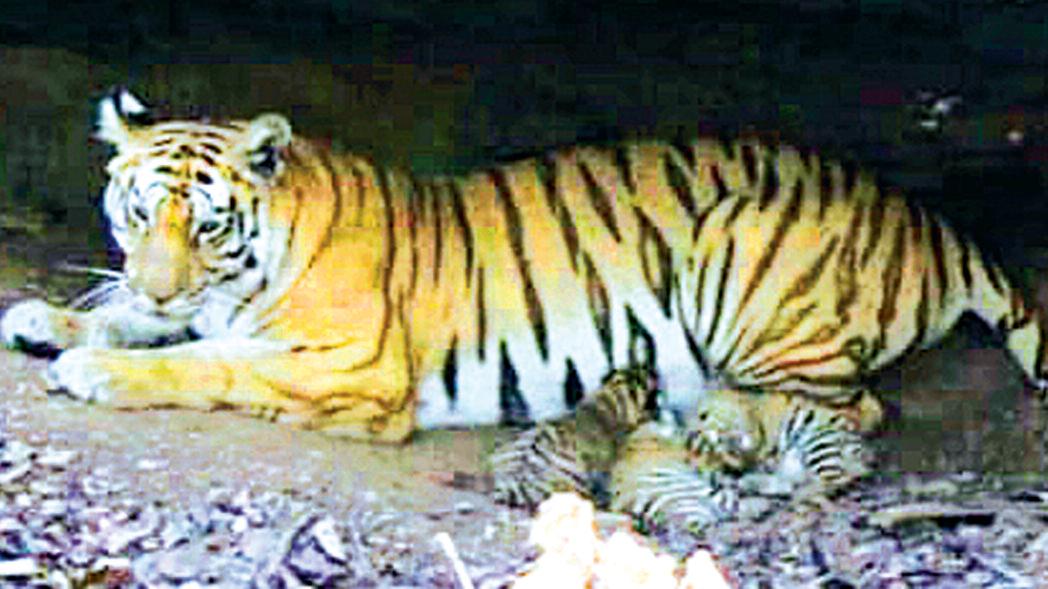 वीरांगना रानी दुर्गावती टाइगर रिजर्व से खुशखबर बाघिन एन -112 ने दिया चार शावकों को जन्म