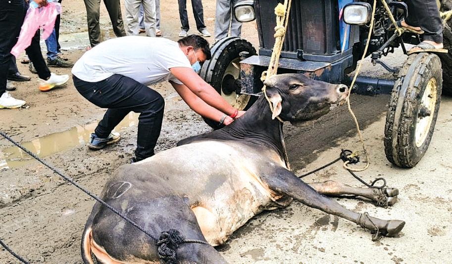 तीन दिन से पागल सांड ने लोगों को बनाया शिकार