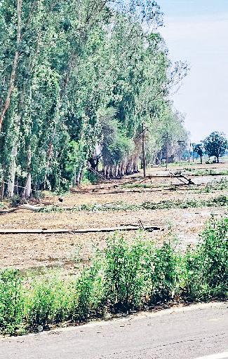 आंधी-तूफान ने मचाई तबाही, मकान गिरा, पेड़ व खंभे टूटे