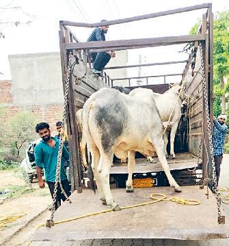 नगर निगम ने 23 बेसहारा पशुओं पकड़कर गो-अभ्यारण भेजा