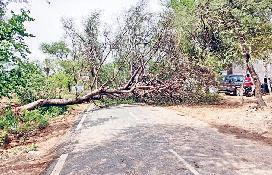 पेड़ गिरने से सड़क मार्ग जाम