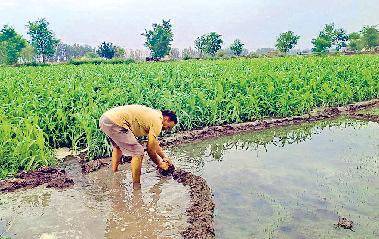 बारिश ने भीष्ण गर्मी तथा उमस से दिलाई राहत, तापमान में गिरावट, दिनभर मौसम रहा सुहाना