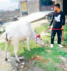 नप ने एक सप्ताह में 300 पशुओं को पकड़ा